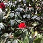 Calliandra trinervia Lorea