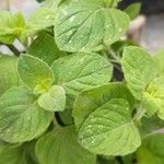Mentha arvensis 葉