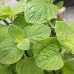 Mentha arvensis Folha