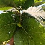 Mitragyna stipulosa Blatt