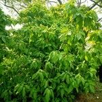 Pisonia grandis Хабит