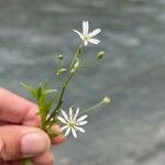Stellaria crassifolia Floare