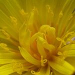 Taraxacum parvulum Flower