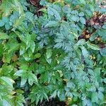 Rubus nemoralis Агульны выгляд