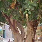 Ficus rubiginosaLeaf