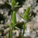 Ranunculus cupulatus