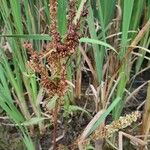 Rumex conglomeratus Habitus