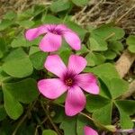 Vinagrillo rosadoঅন্যান্য