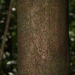 Eperua falcata Bark