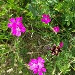 Dianthus carthusianorum Fleur