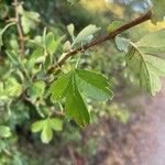 Crataegus monogynaLeaf