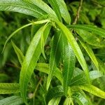 Salix udensis Yaprak