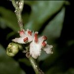 Siparuna glabrescens Fruit