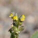 Linaria arenaria Kvet