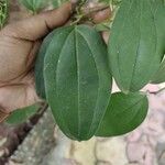 Smilax china Yaprak