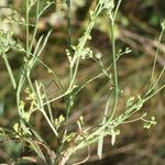 Bupleurum tenuissimum Natur