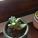 Pachyphytum compactum Liść