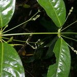 Pedersenia costaricensis Habitat