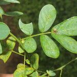 Senna obtusifolia Leaf