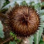 Onopordum acanthium Fruit