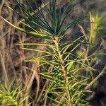 Asclepias linaria Leaf