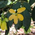 Senna occidentalis Blüte