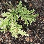 Selaginella pallescens Ліст