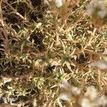 Arenaria aggregata Hoja