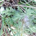 Jacobaea minuta Leaf