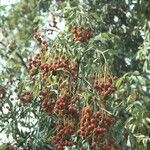 Litchi chinensis Fruit