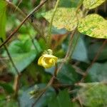 Vigna radiata Flower