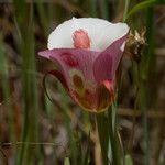 Calochortus venustus ᱵᱟᱦᱟ