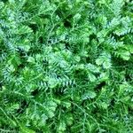 Selaginella stenophylla Хабит