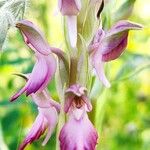 Anacamptis sancta Flor