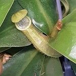 Nepenthes alata മറ്റ്