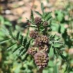 Poterium sanguisorba Flor