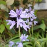 Hyacinthoides hispanica Kwiat