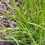 Bulbine frutescens Blad