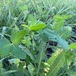 Trifolium hybridum Feuille