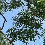 Fraxinus excelsior 葉