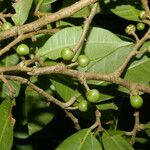 Naucleopsis capirensis Fruto