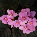 Streptocarpus ionanthus Цвят