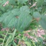 Syringa pubescens Blad