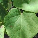 Cercidiphyllum japonicumBlatt