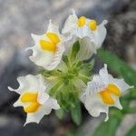 Linaria triphylla Blomma