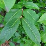 Viburnum nudum Leaf