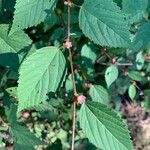 Melochia nodiflora Hoja