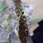 Bulbophyllum maximum Flor