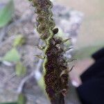 Bulbophyllum maximum Virág