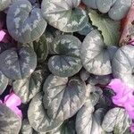 Cyclamen coum Лист